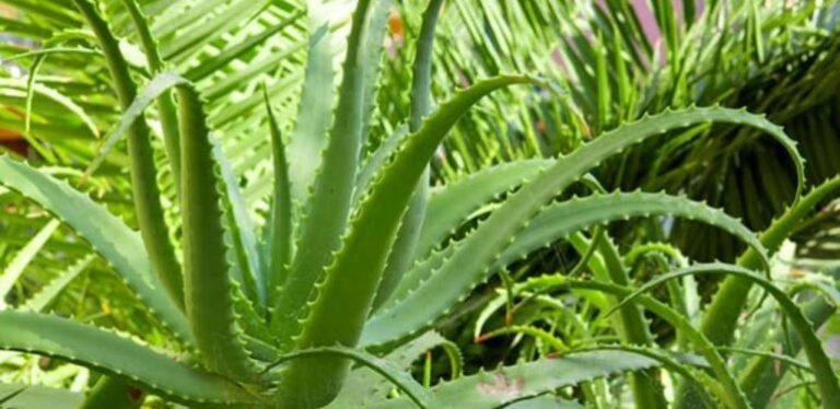 Η αλόη κάνει ΘΑΥΜΑΤΑ και αυτά τα 5 είναι η απόδειξη!