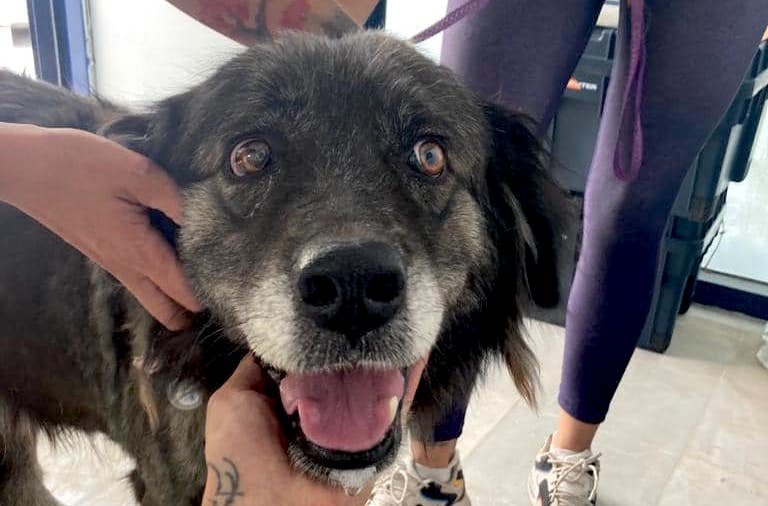 Η σοκαριστική αλήθεια που δεν μάθαμε για τα ζώα που σώθηκαν από τις πυρκαγιές